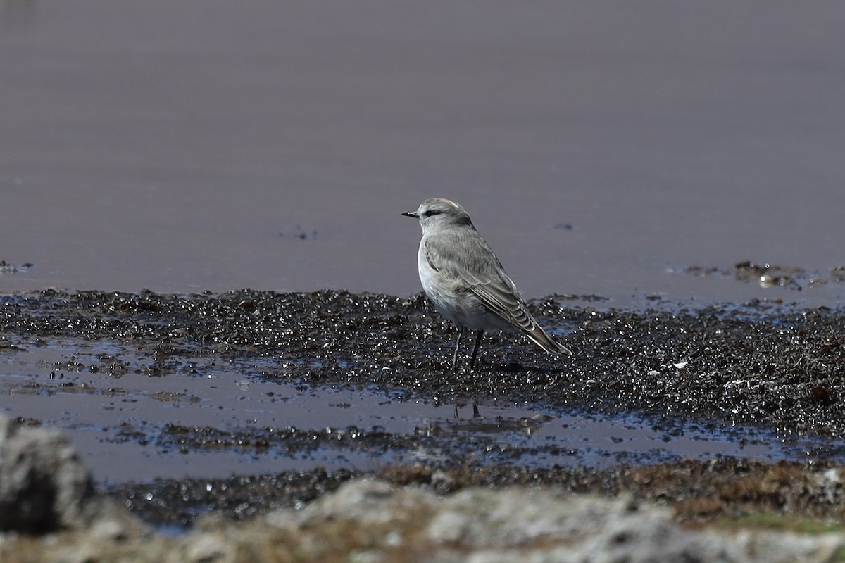 Ochre-naped Ground-Tyrant - ML558556211