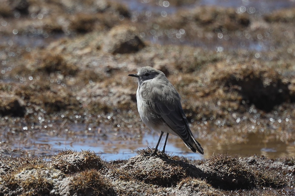 Ochre-naped Ground-Tyrant - Ian Thompson