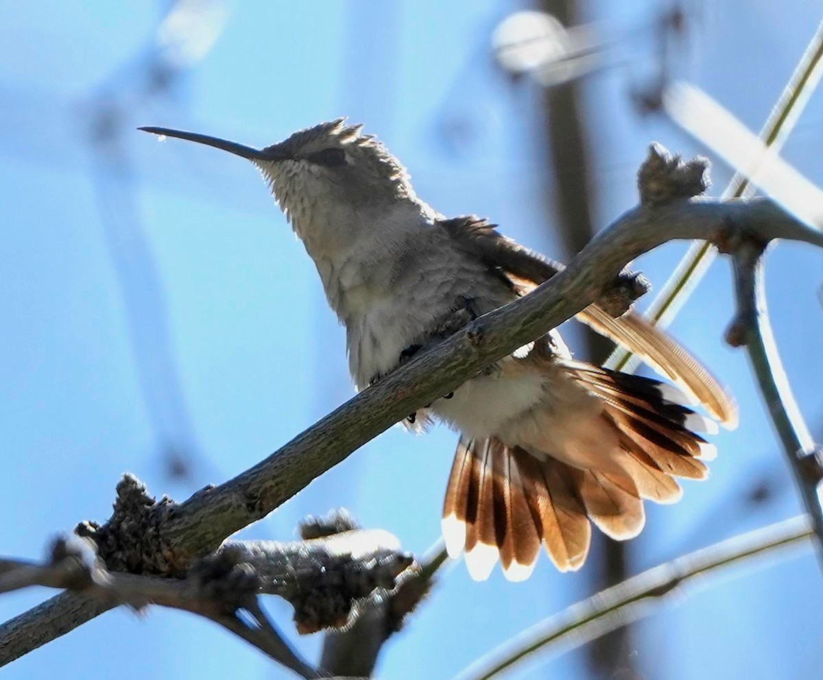 Black-chinned Hummingbird - ML558556491