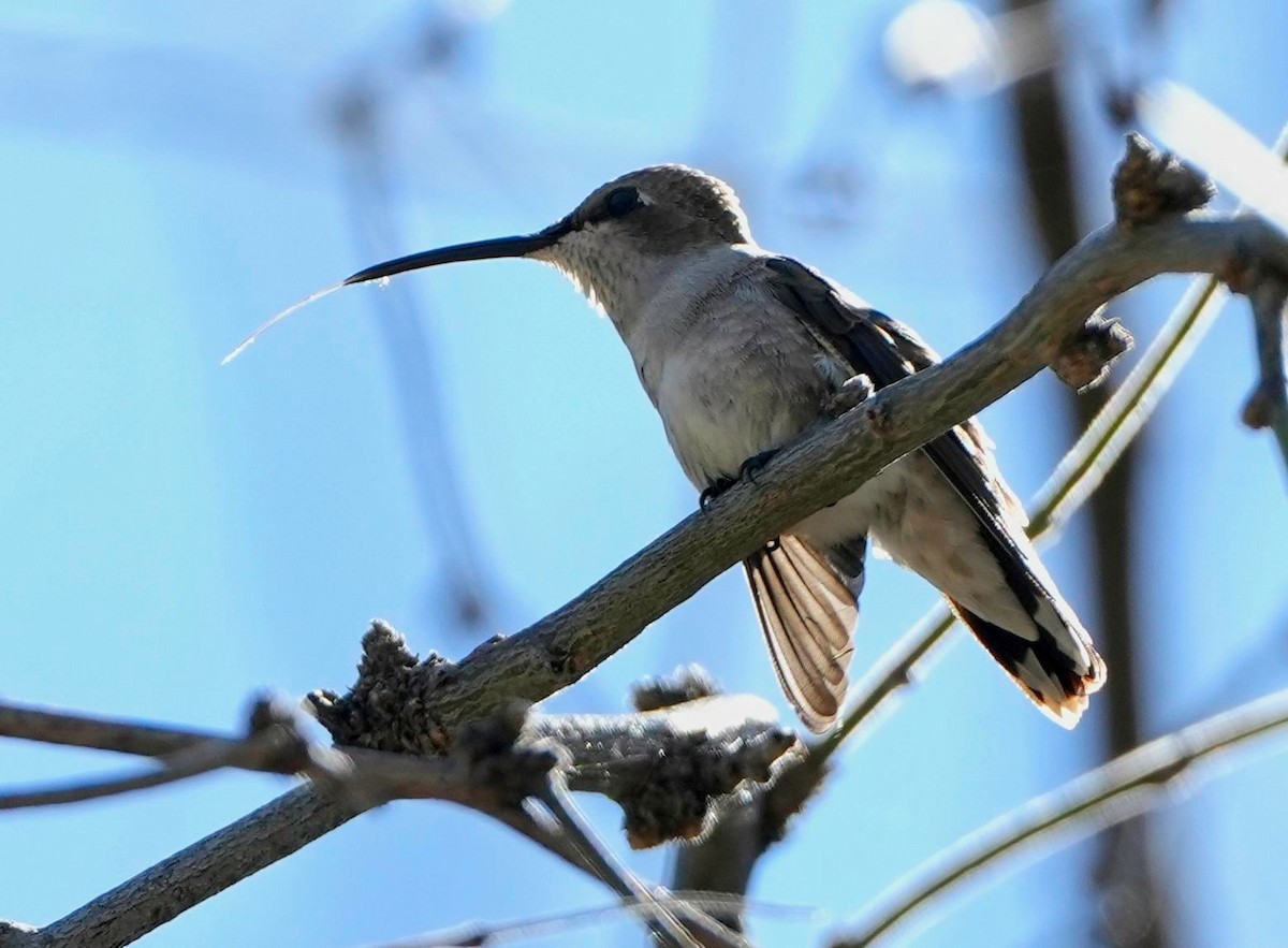 Black-chinned Hummingbird - ML558556541