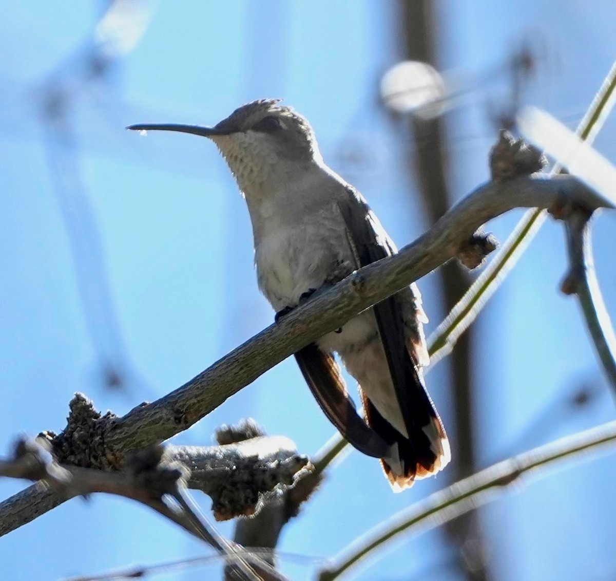 Black-chinned Hummingbird - ML558556551