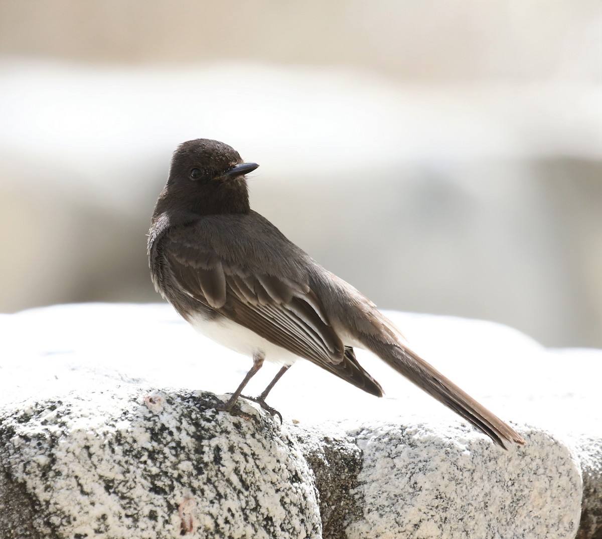 Black Phoebe - ML558556591