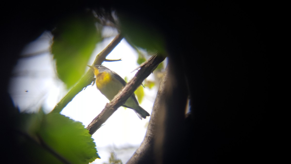 Northern Parula - ML55855661