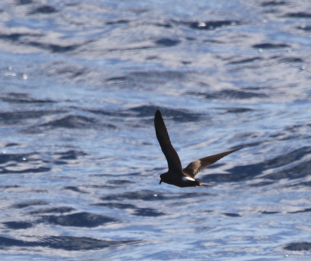 Leach's/Townsend's/Ainley's Storm-Petrel - Jorge Montejo