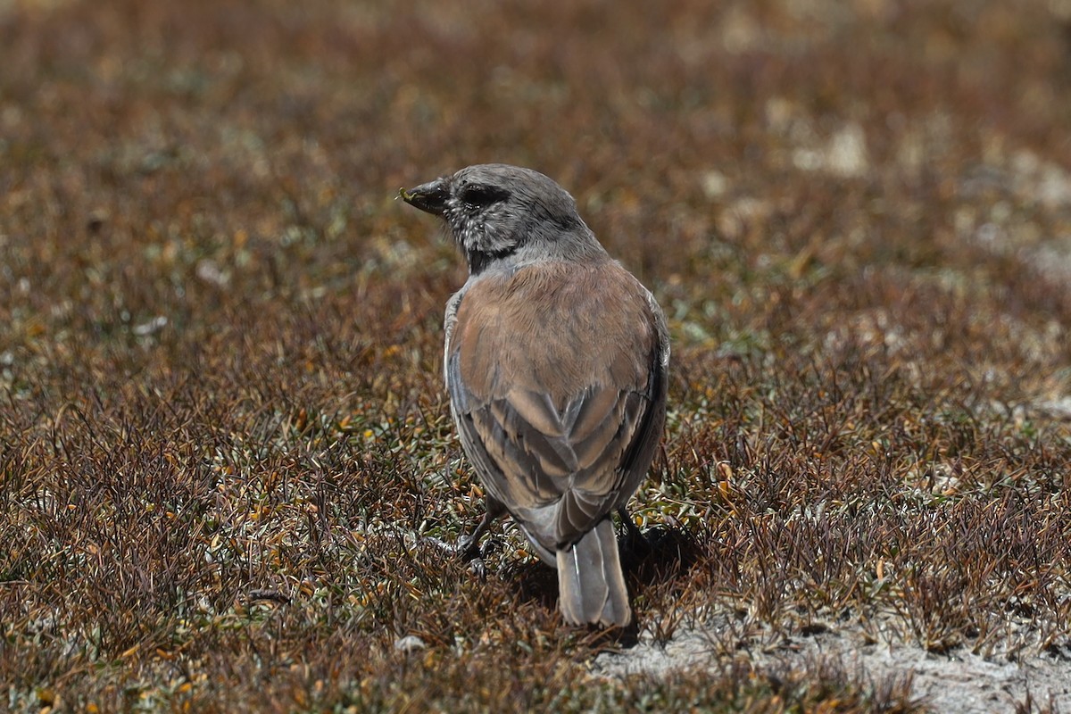 Red-backed Sierra Finch - Ian Thompson