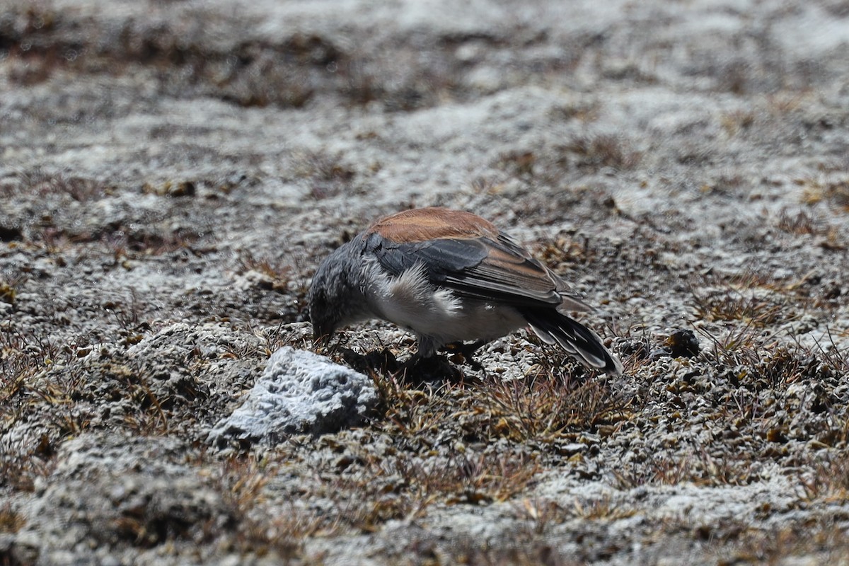 Red-backed Sierra Finch - ML558556771