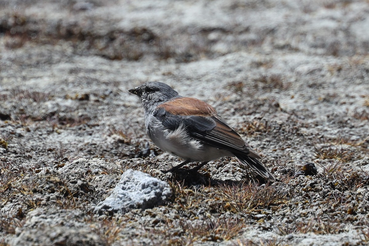 Red-backed Sierra Finch - ML558556781