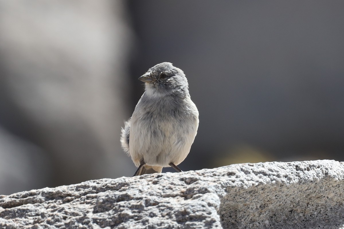 Red-backed Sierra Finch - Ian Thompson