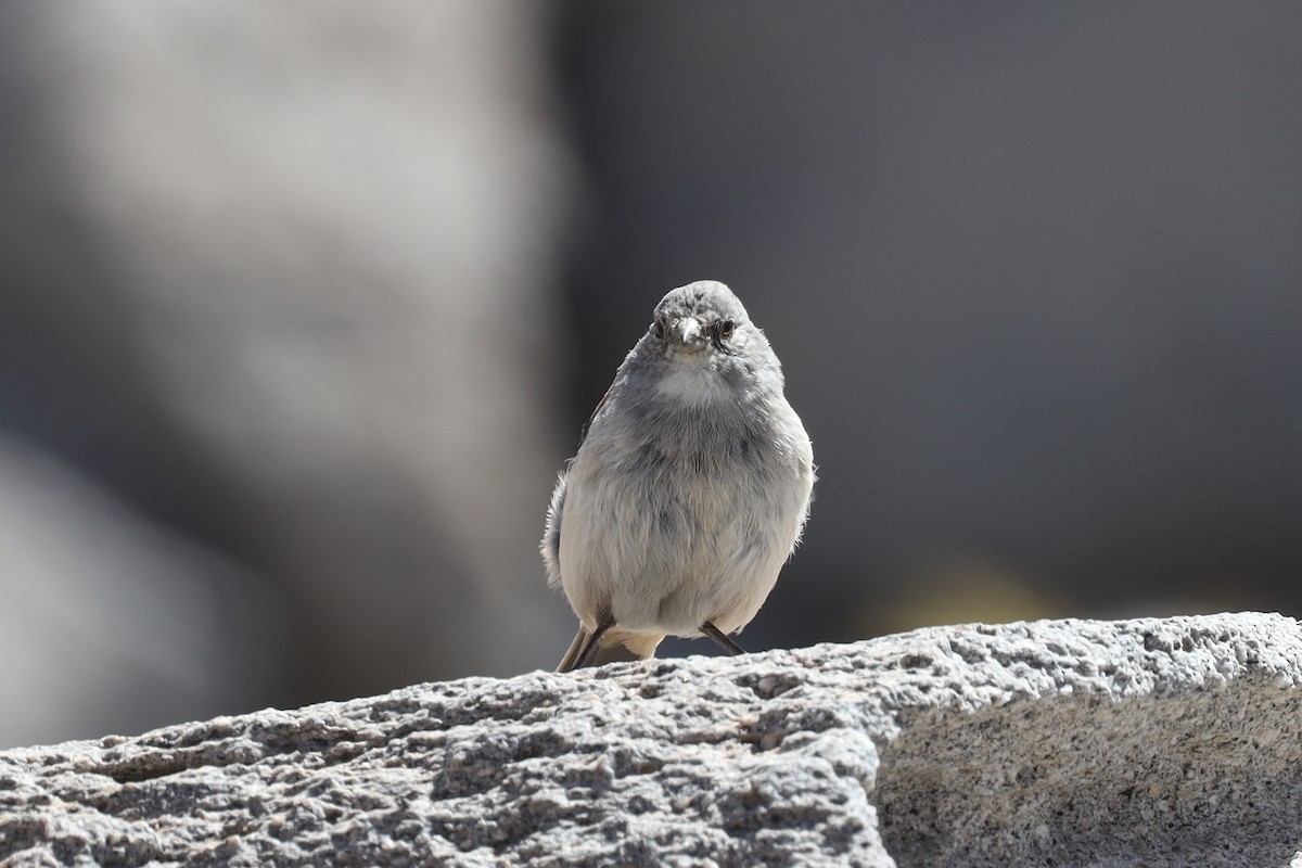 Red-backed Sierra Finch - ML558556801