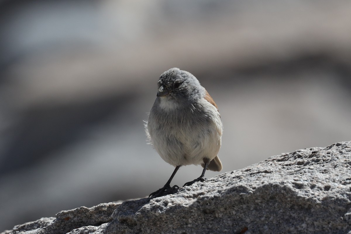 Red-backed Sierra Finch - ML558556811