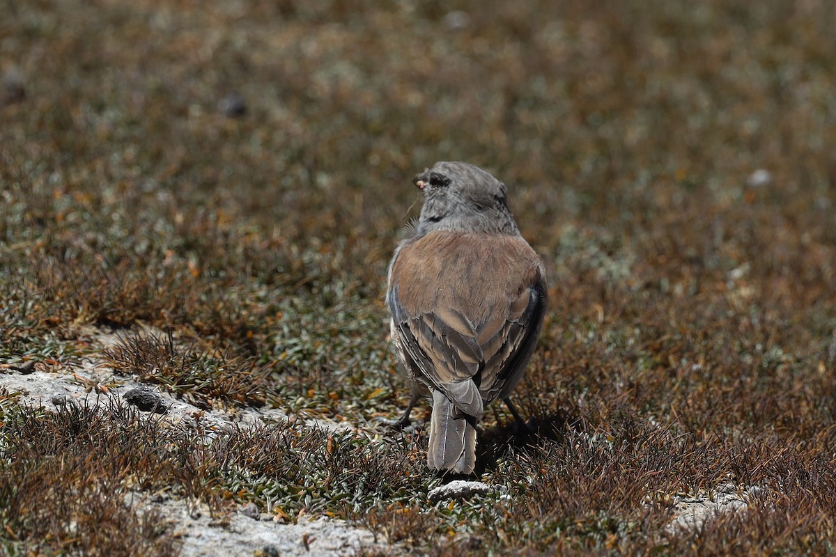 Red-backed Sierra Finch - ML558556821