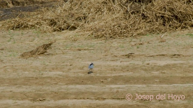 Egyptian Plover - ML558557051