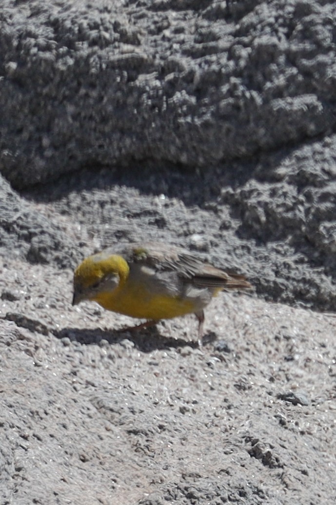 Sicale à croupion jaune - ML558557061