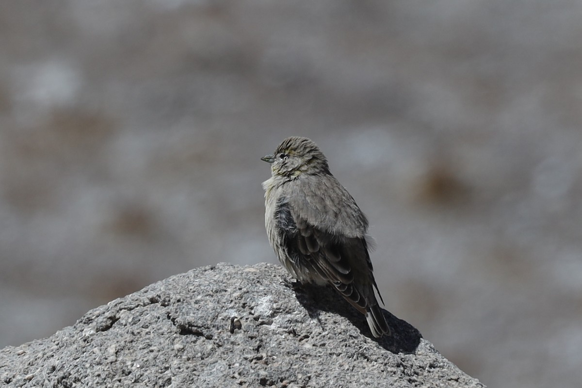 Bright-rumped Yellow-Finch - ML558557071