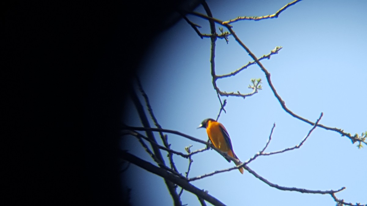 Baltimore Oriole - ML55855751