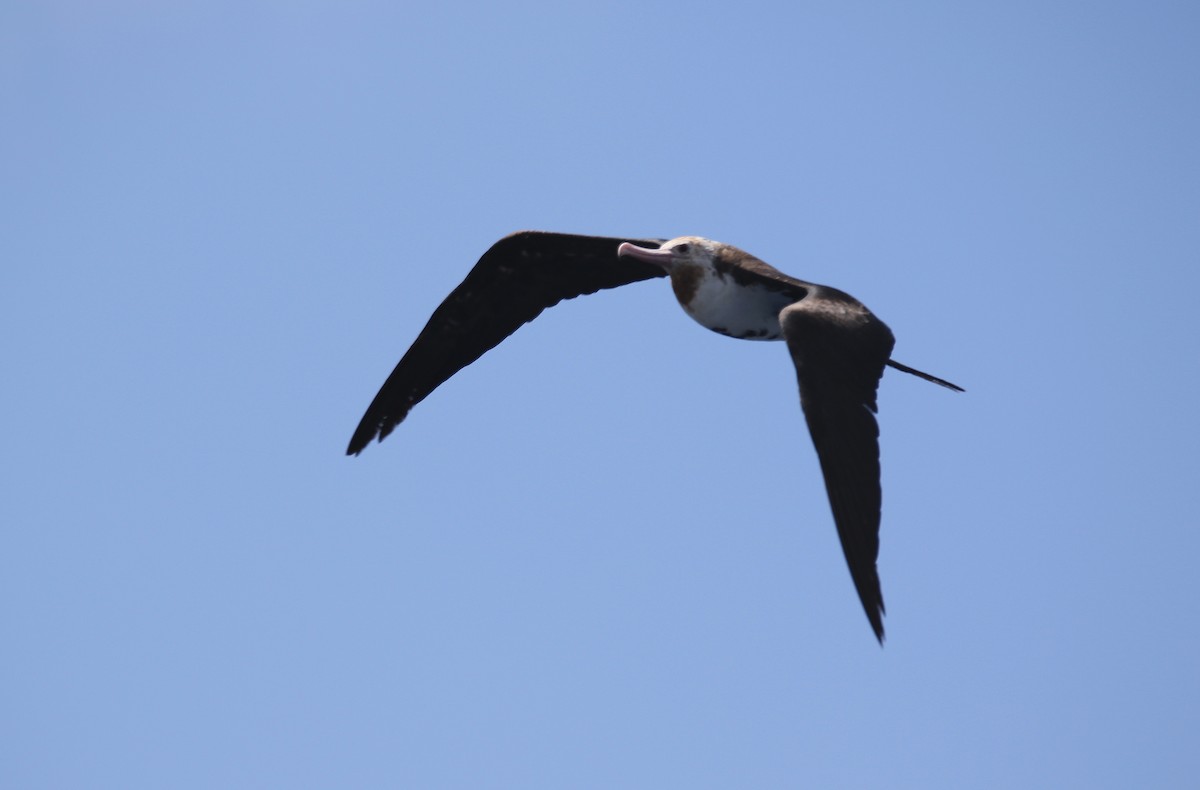 Great Frigatebird - ML558557541