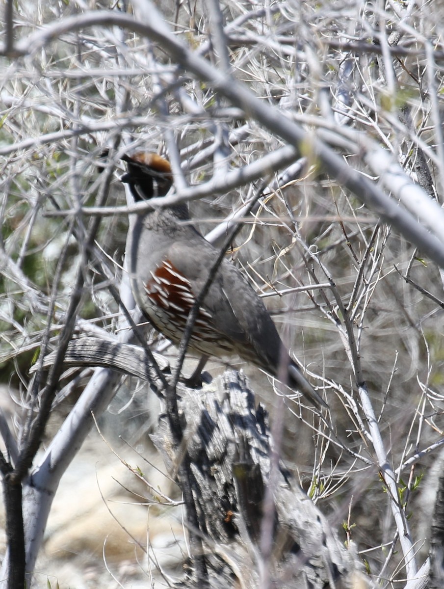 Gambel's Quail - ML558557701