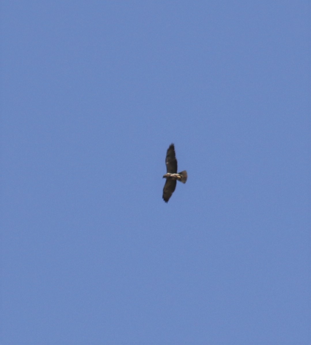 Swainson's Hawk - ML558557781