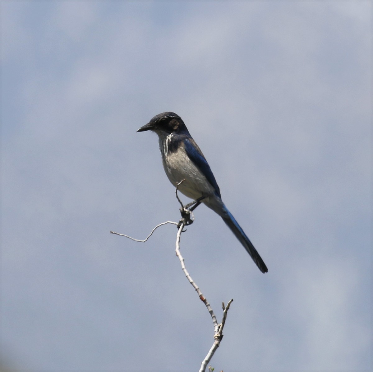 California Scrub-Jay - ML558557971