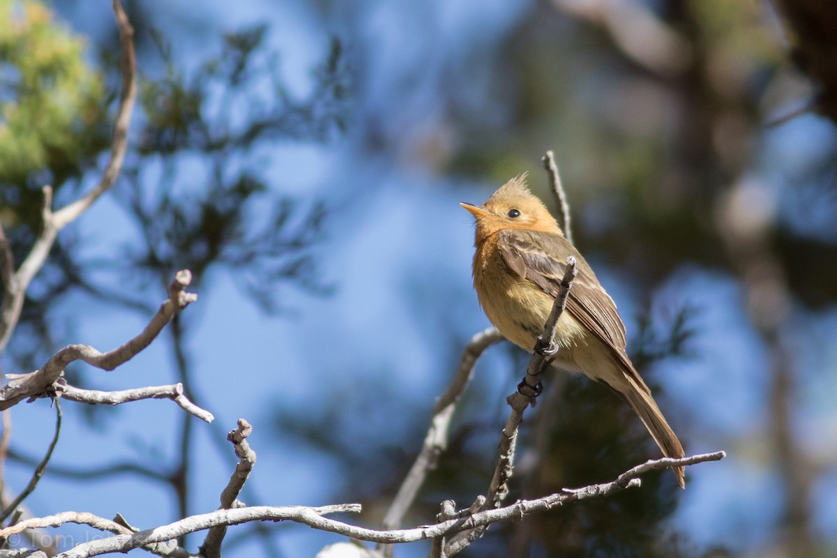 Tufted Flycatcher - ML55855801