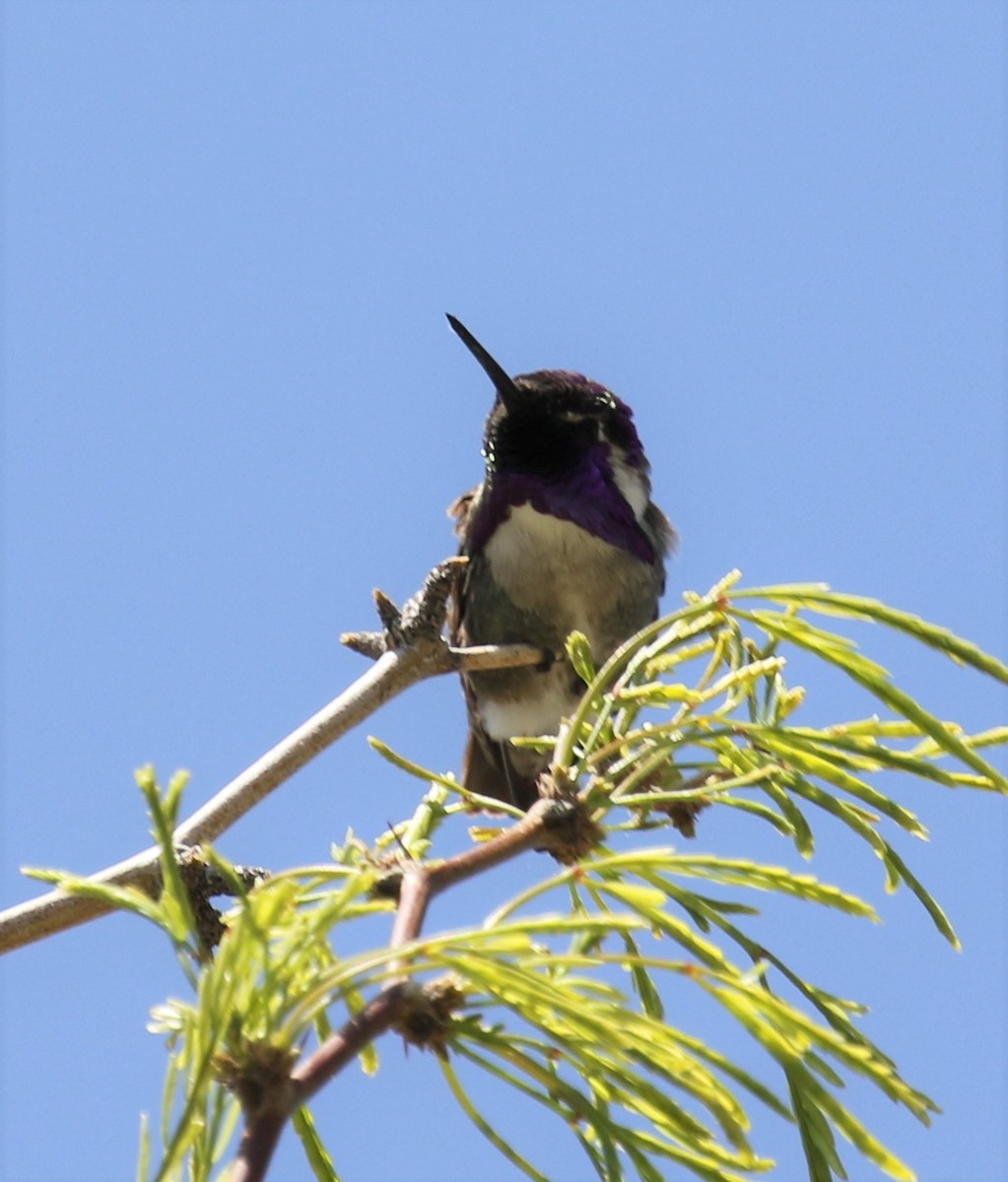 Costa's Hummingbird - ML558558311