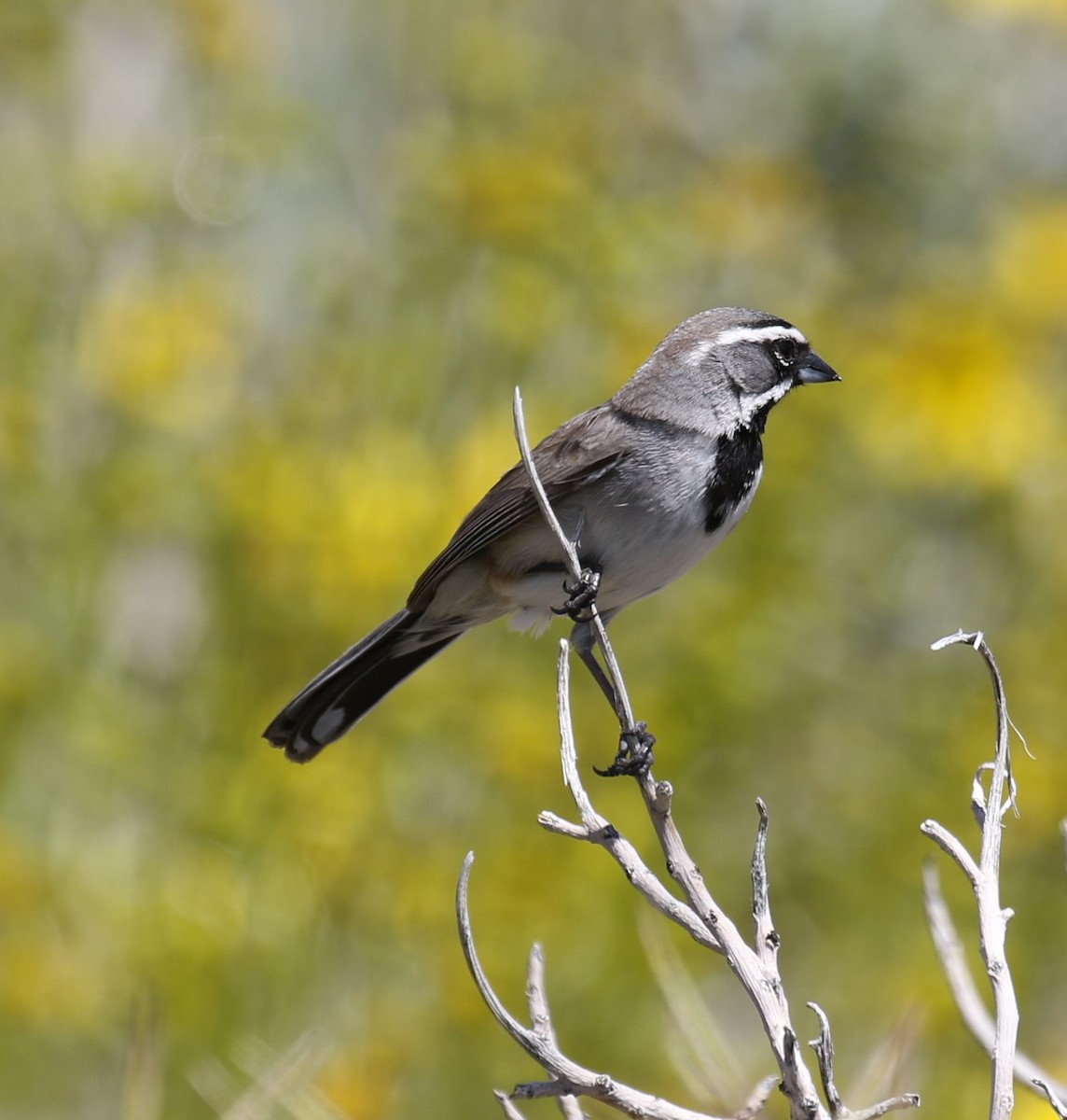 Black-throated Sparrow - ML558558481