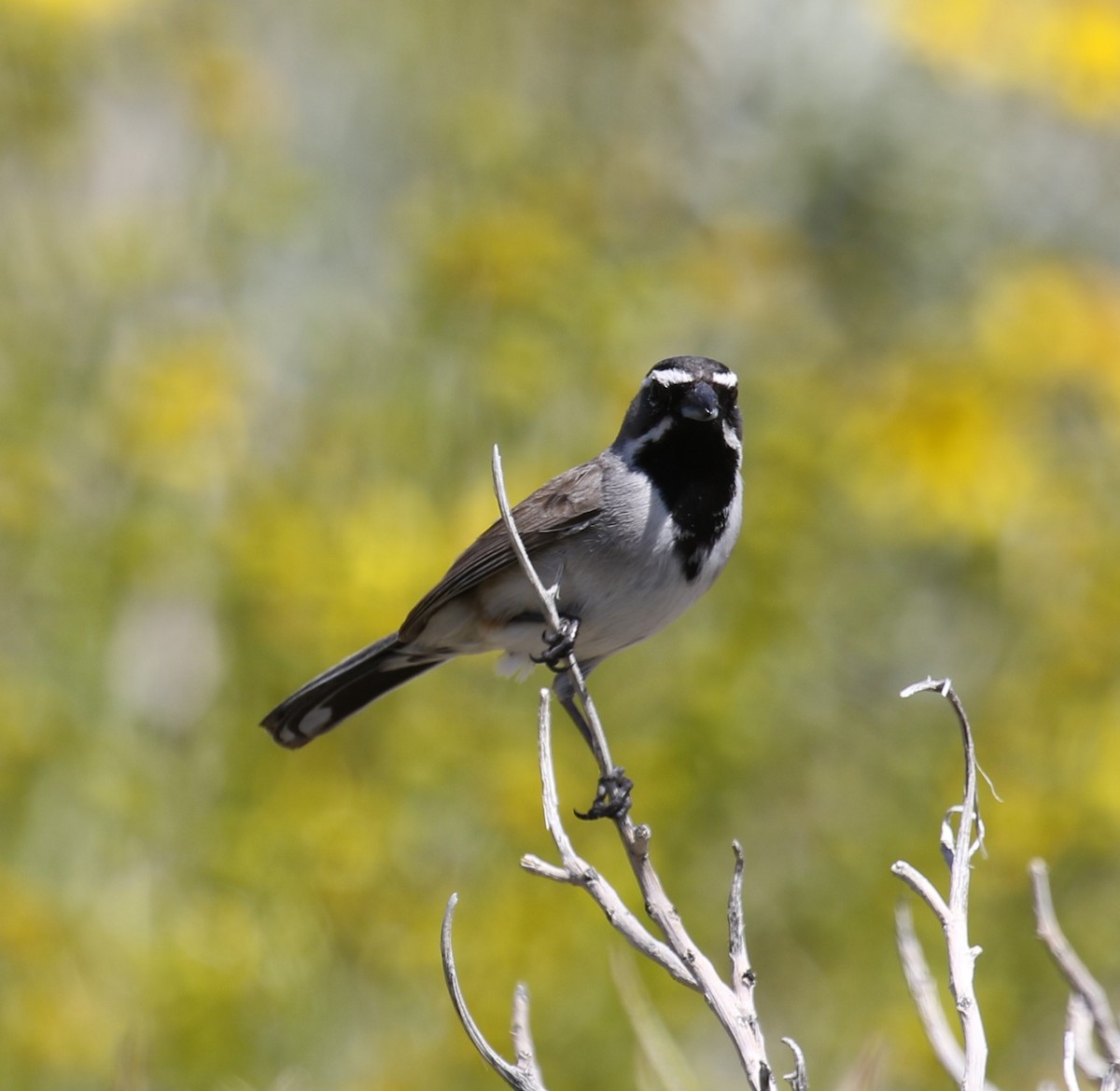 Black-throated Sparrow - ML558558531