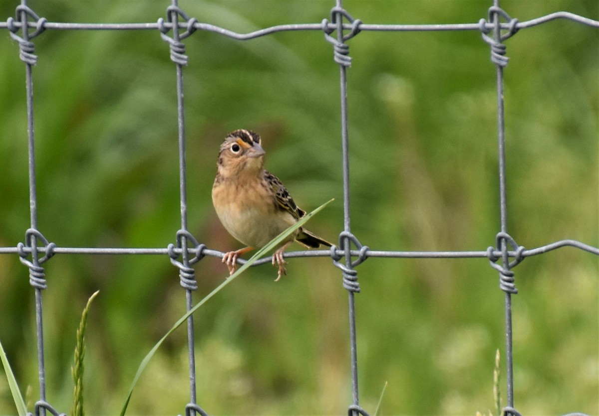 Grasshopper Sparrow - Duncan  Fraser