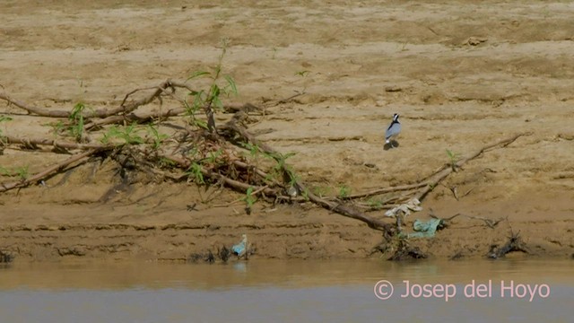 Egyptian Plover - ML558559891