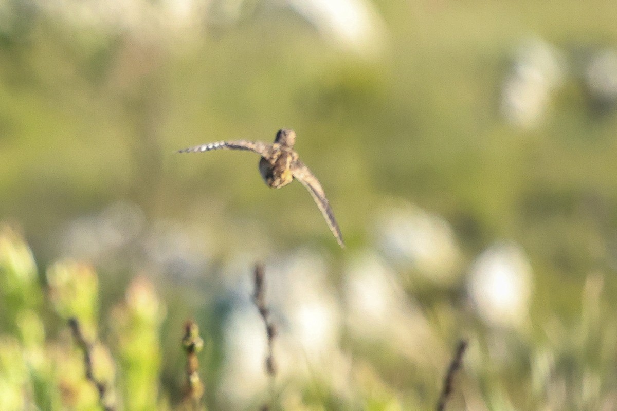 Fynbos Buttonquail - ML558560021