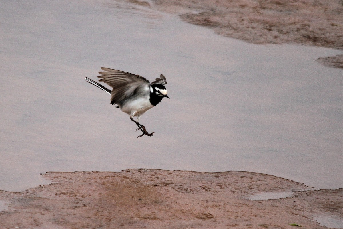 White Wagtail (Moroccan) - ML558561141