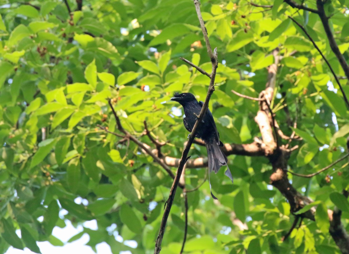 Greater Racket-tailed Drongo - ML558561791