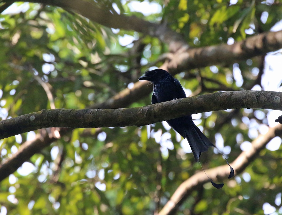 Greater Racket-tailed Drongo - ML558561811