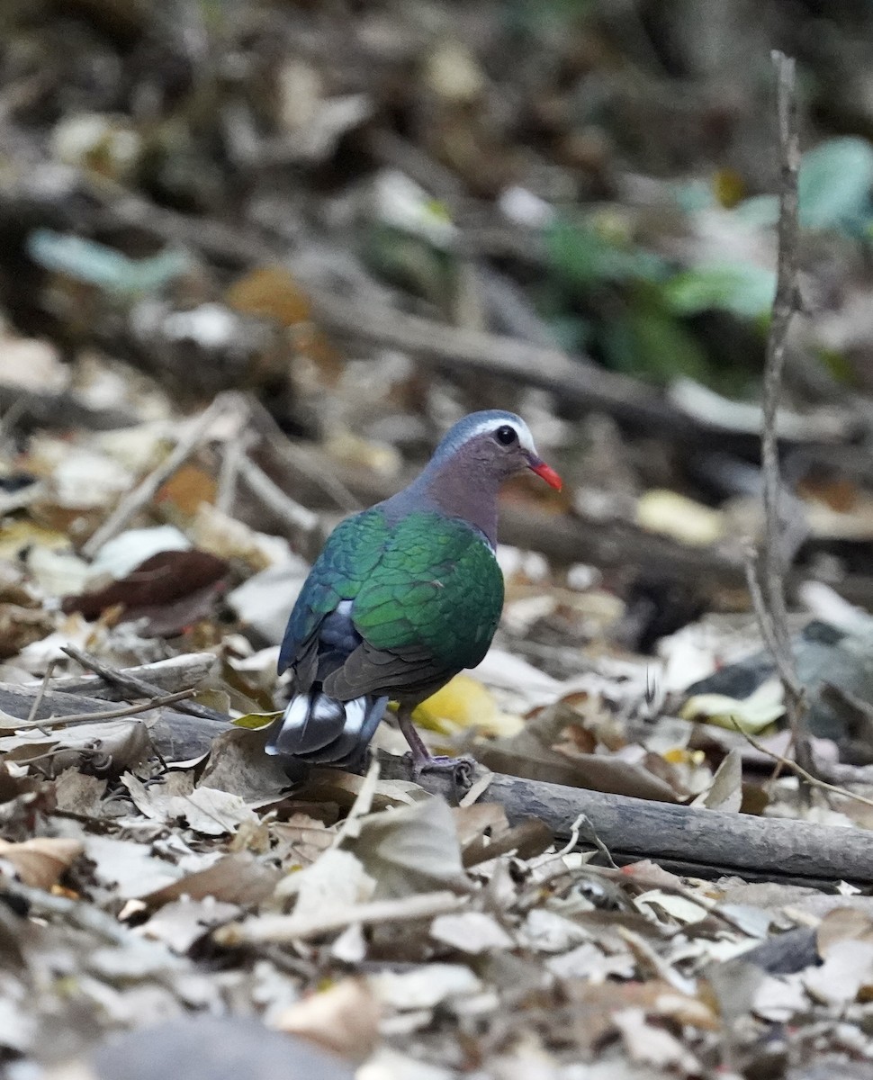 Asian Emerald Dove - ML558563151