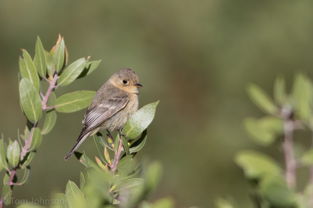 Buff-breasted Flycatcher - ML55856331