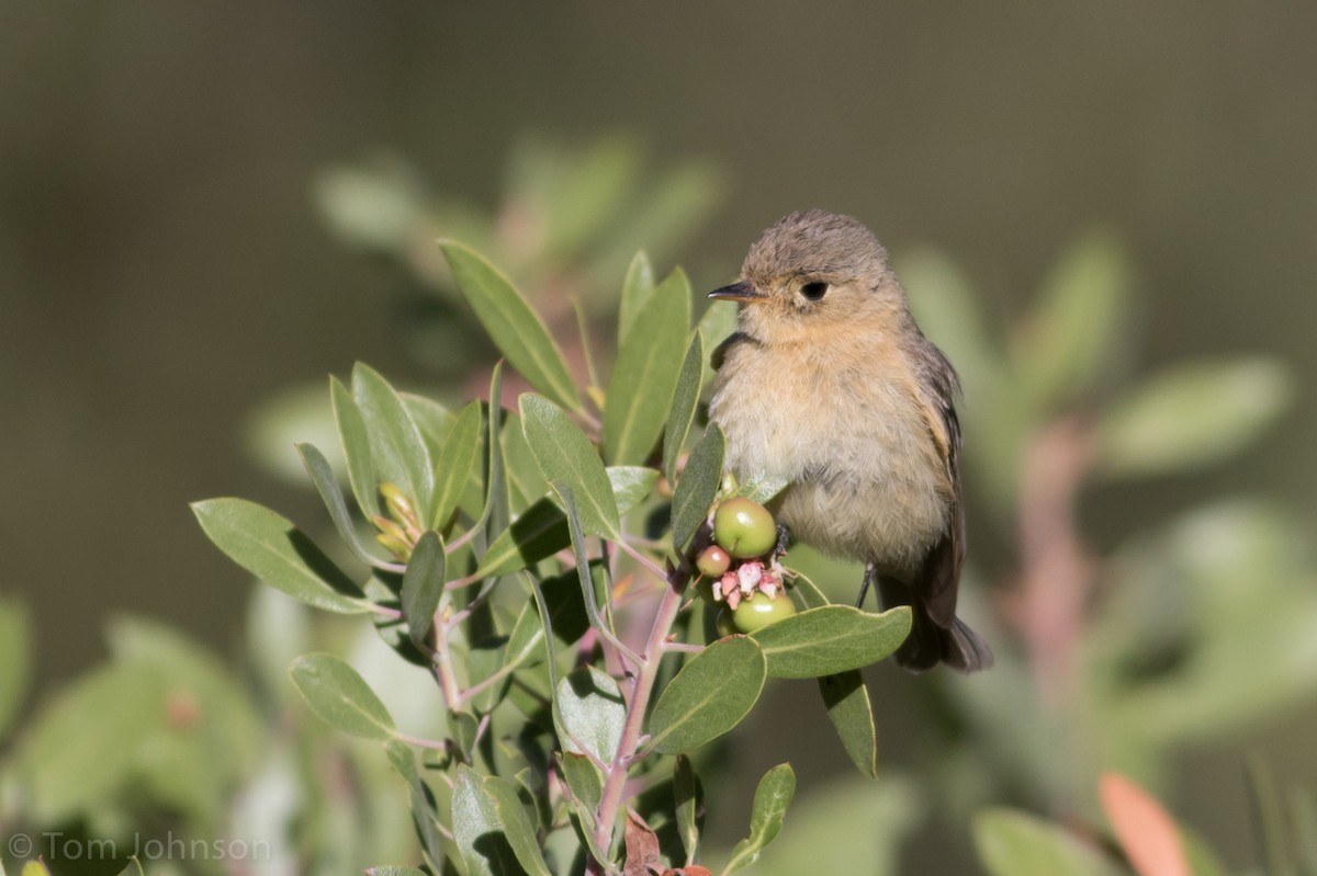 Buff-breasted Flycatcher - ML55856361