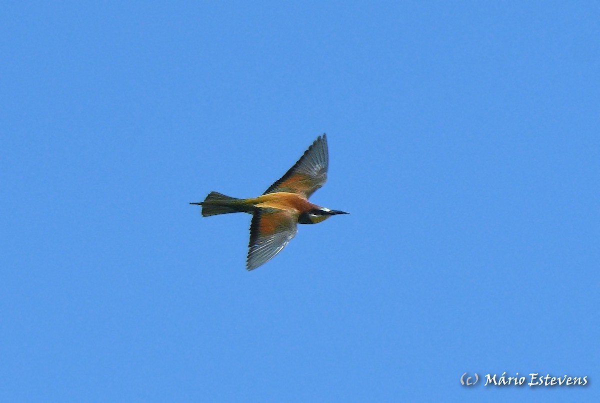 European Bee-eater - ML558563901