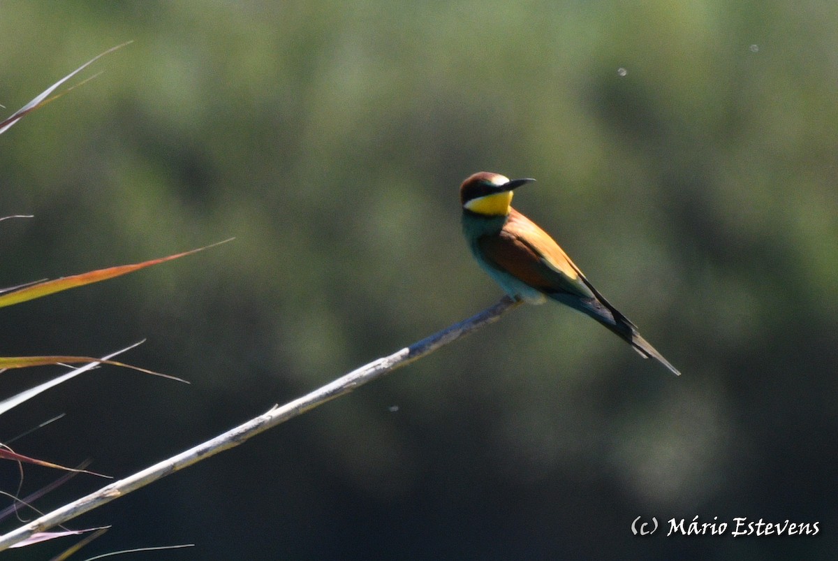 European Bee-eater - ML558563911