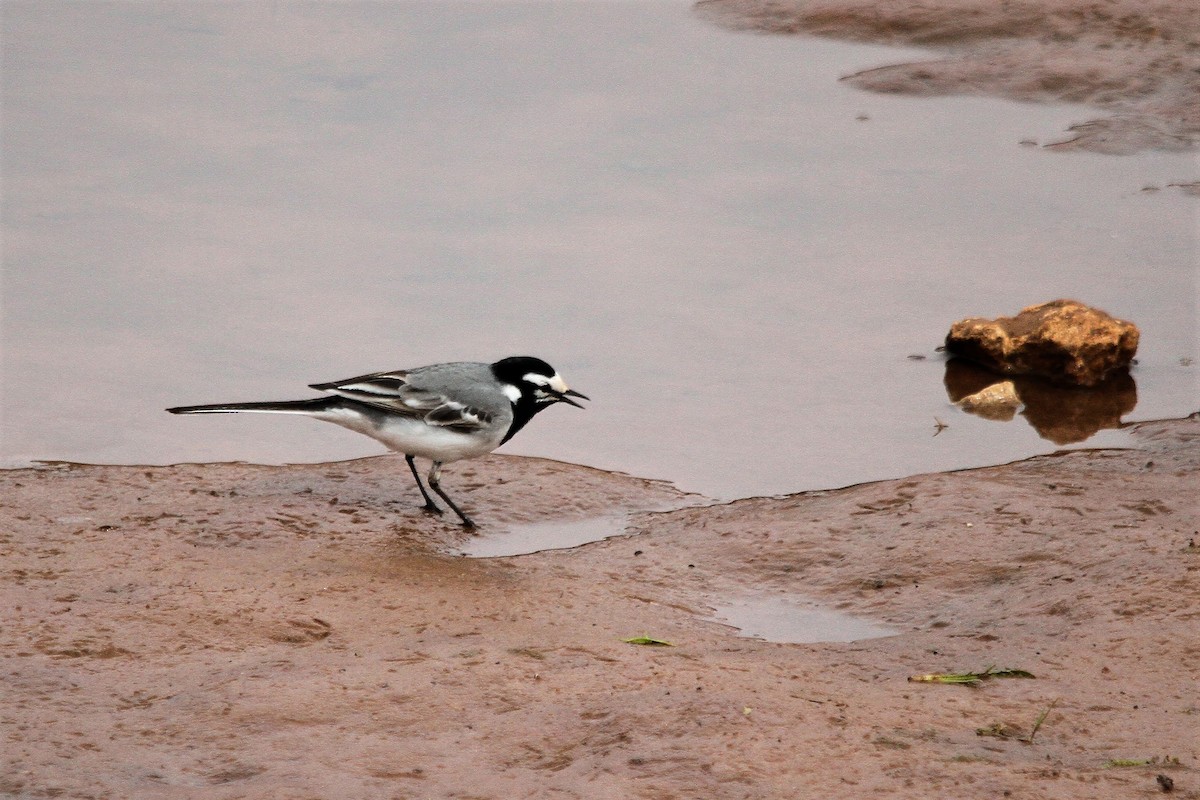 White Wagtail (Moroccan) - ML558564181