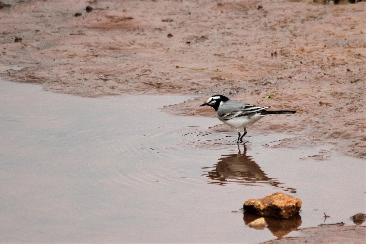 White Wagtail (Moroccan) - ML558564191