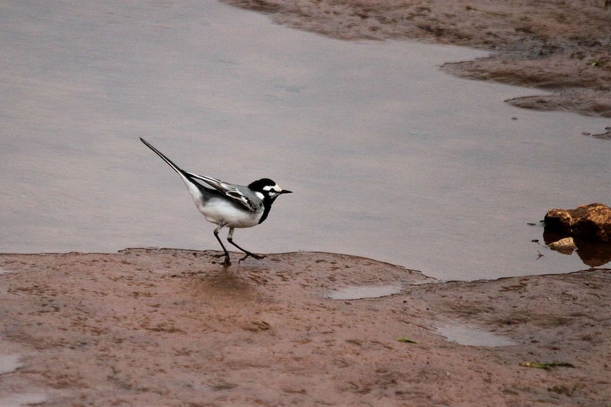 White Wagtail (Moroccan) - ML558564201