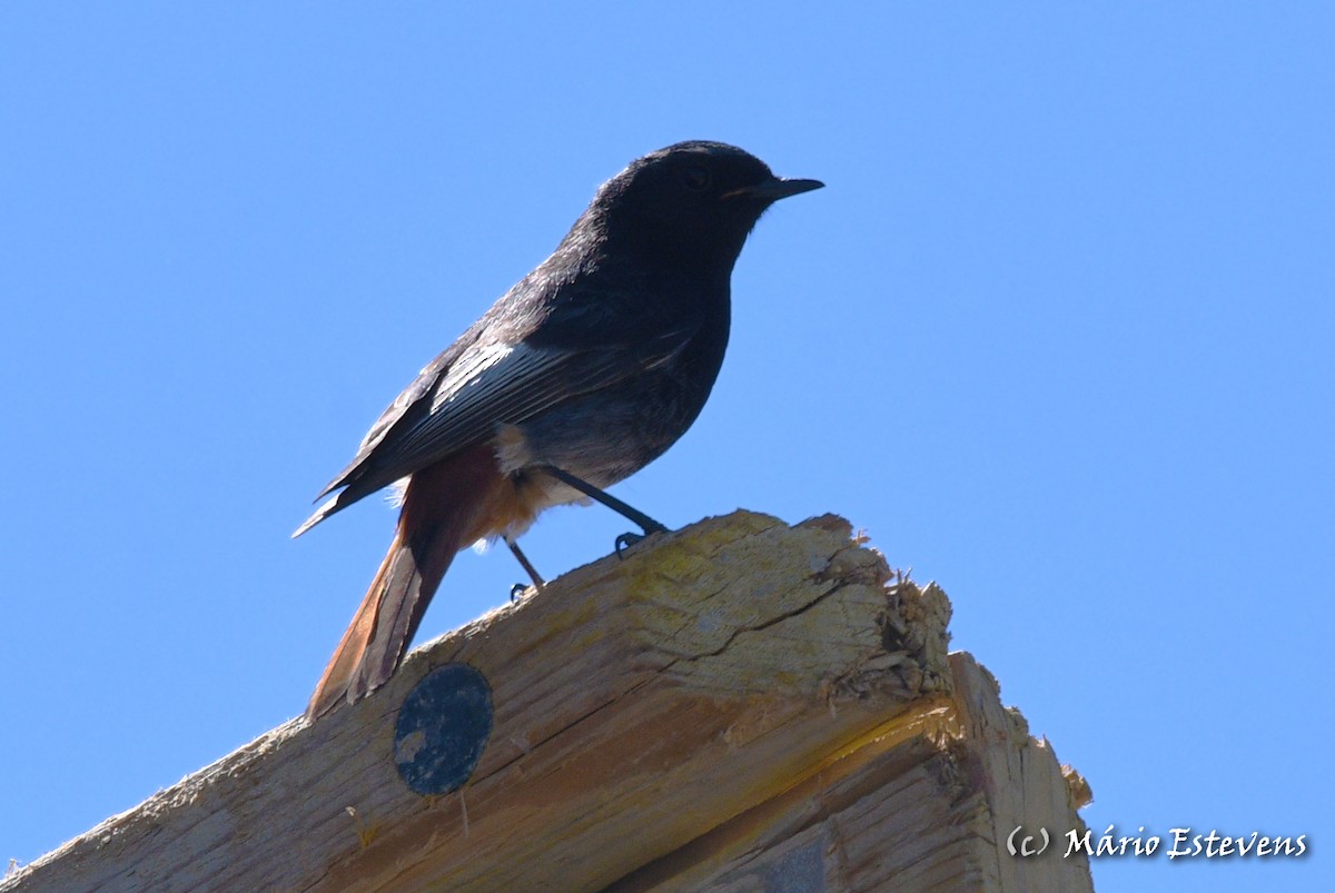 Black Redstart - Mário Estevens