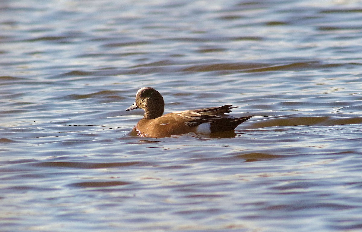 American Wigeon - ML558564261