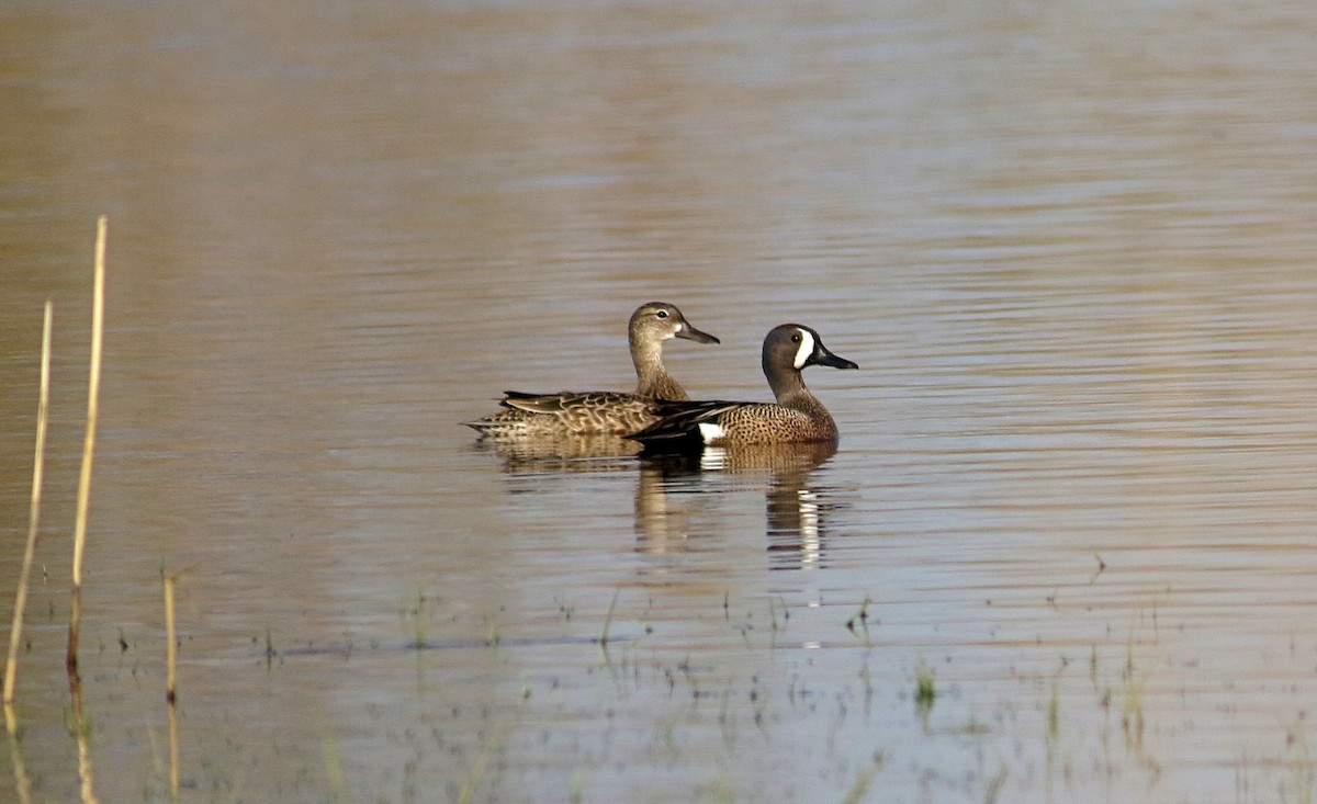 Blue-winged Teal - ML558564311