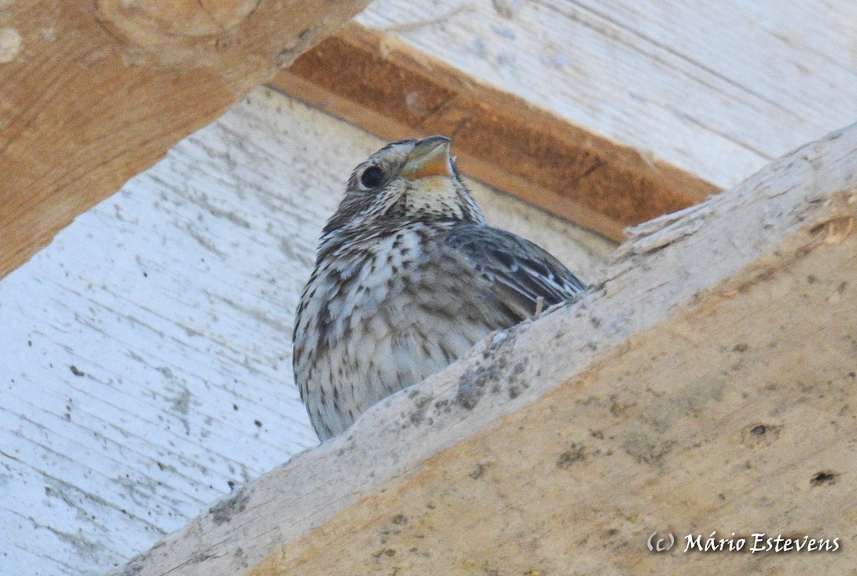 Corn Bunting - ML558564511