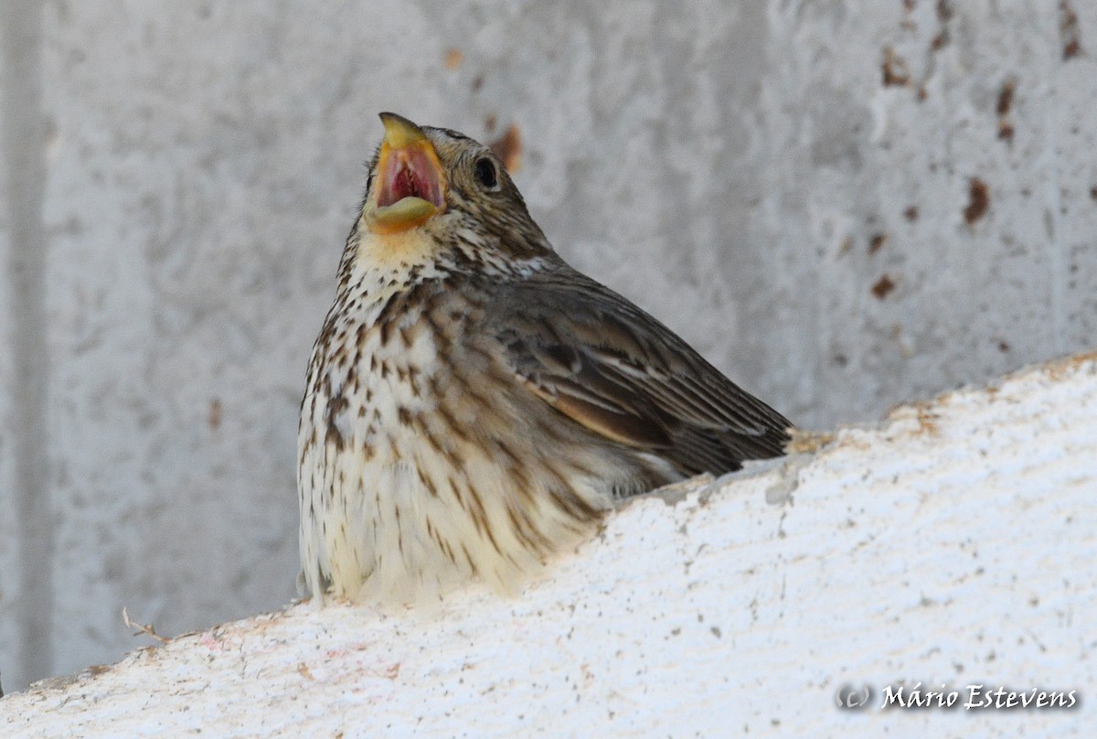 Corn Bunting - ML558564531