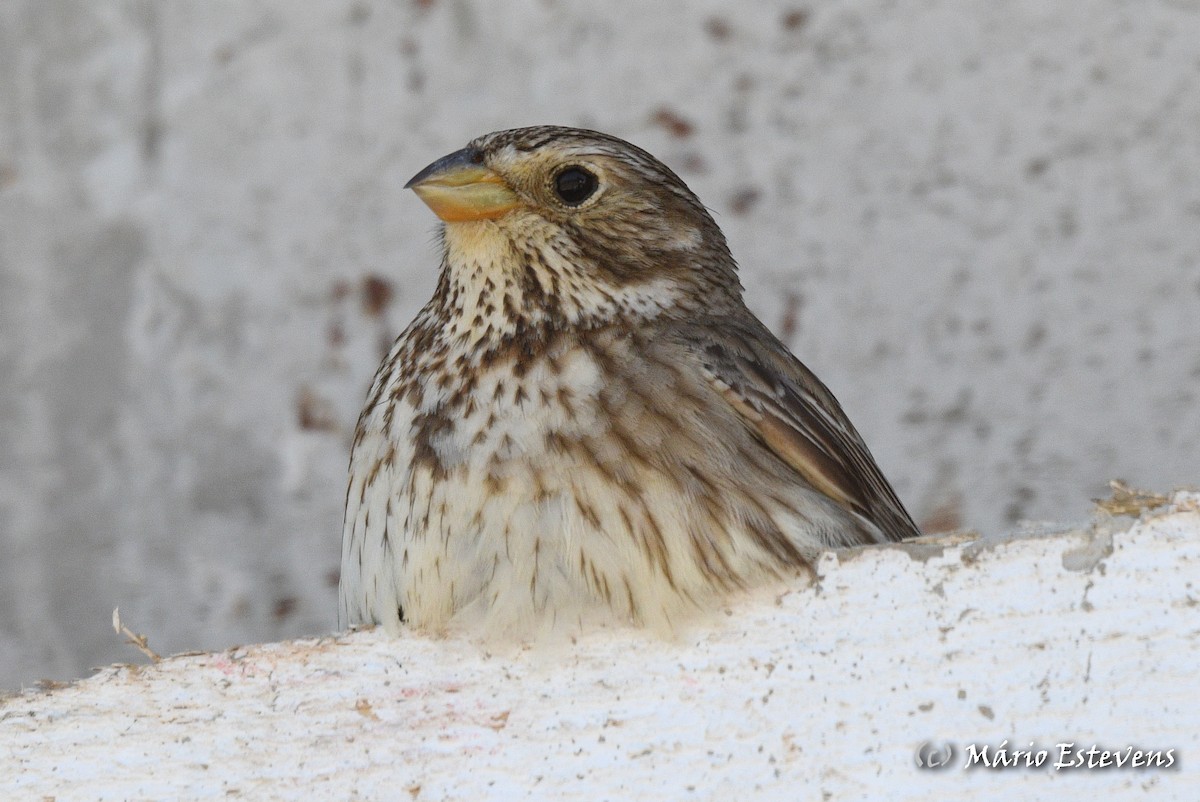 Corn Bunting - Mário Estevens