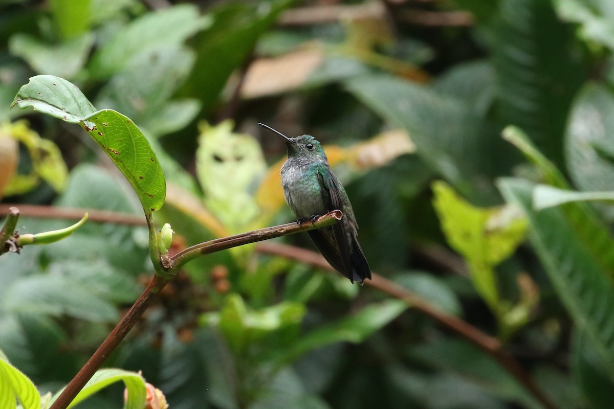 Blue-chested Hummingbird - ML558564671