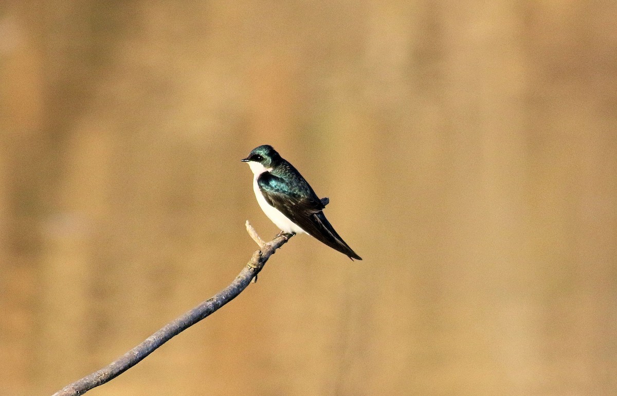 Tree Swallow - ML558565201