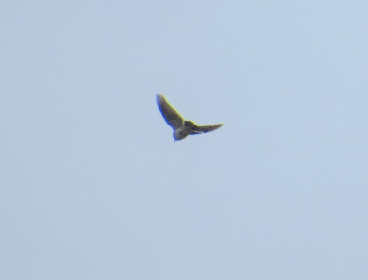 Eurasian Skylark - Sergey Pavlov